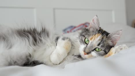 Scared-and-Cautious-Calico-Cat-on-a-Bed-in-Close-up