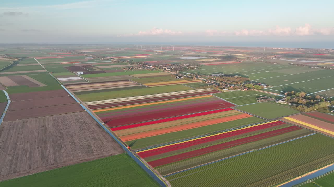 네덜란드의 튤립 들판 1 - 네덜란드 북부 봄철 일출 - 4k로 안정된 드론뷰