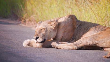 Löwin-Schläft-Auf-Asphaltierter-Savannenstraße-Und-Sonnt-Sich-Im-Sonnenschein