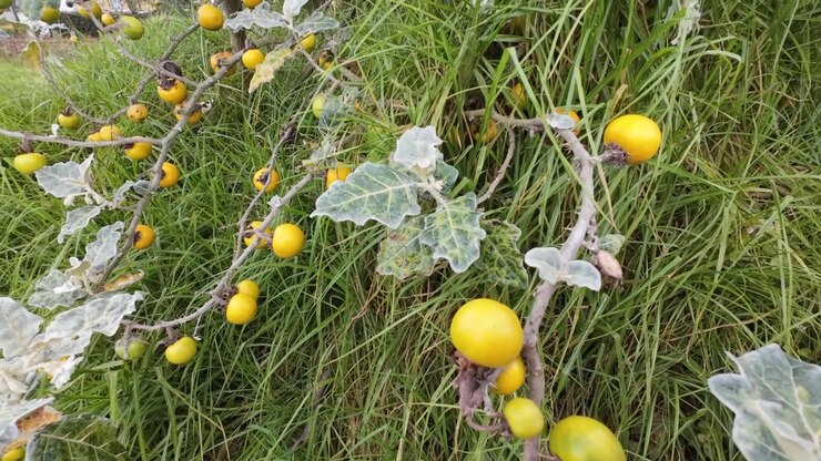 Lulo, with ripe yellow berries growing in a grassy field