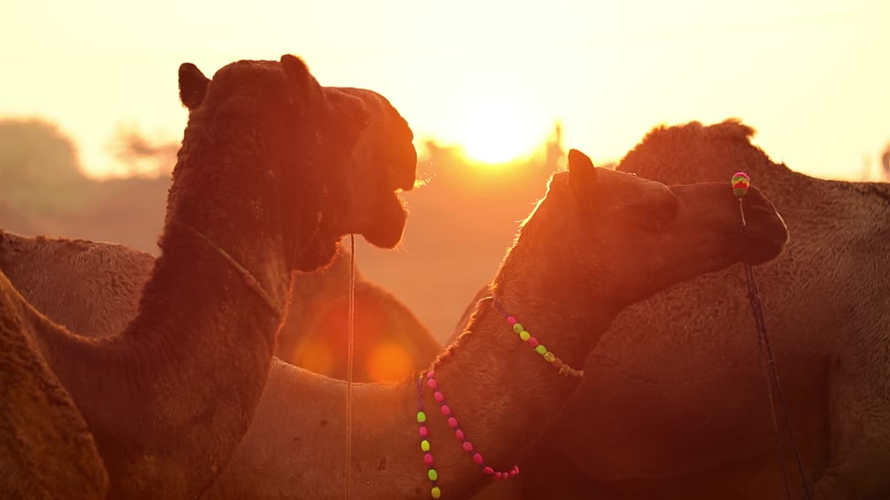camellos en cámara lenta en la feria de pushkar, también llamada feria de camellos de pushkar o localmente como kartik mela es una feria anual de varios días de ganado y cultural que se celebra en la ciudad de pushkar rajasthan, india.