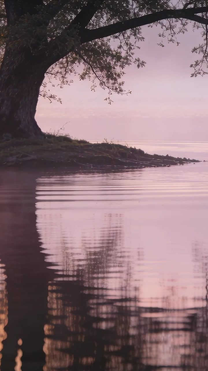 Vertical video: Ripples starting near shore warping lake mirror of tree, flock flying, copy space