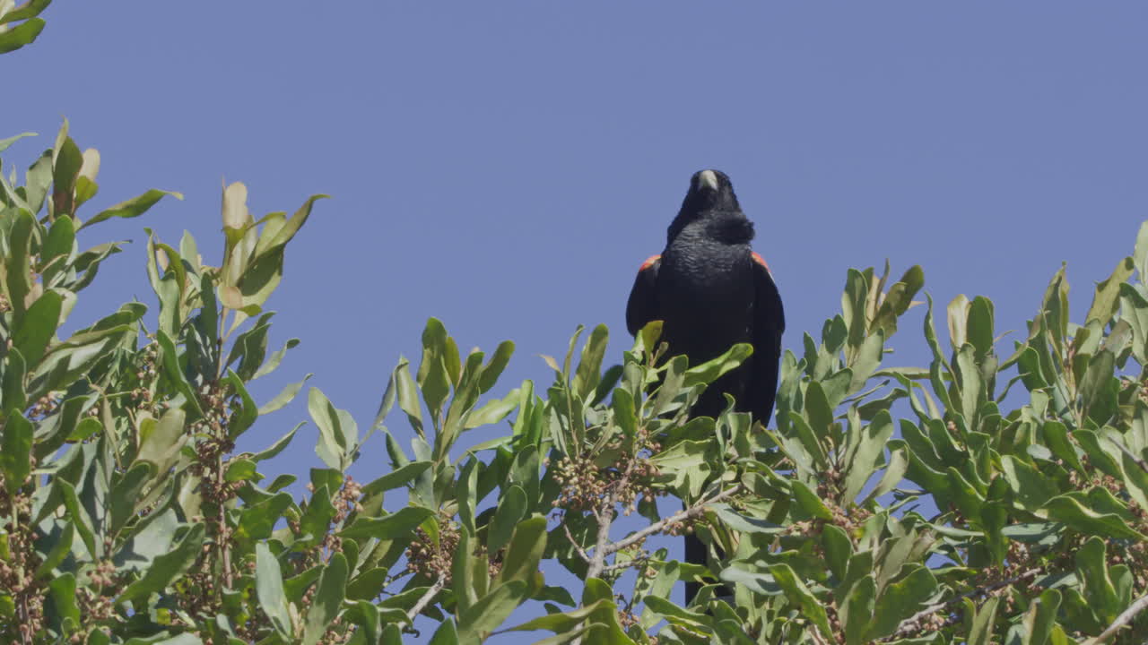 Uccello nero con ali rosse che atterra su un ramo d'albero contro un cielo blu
