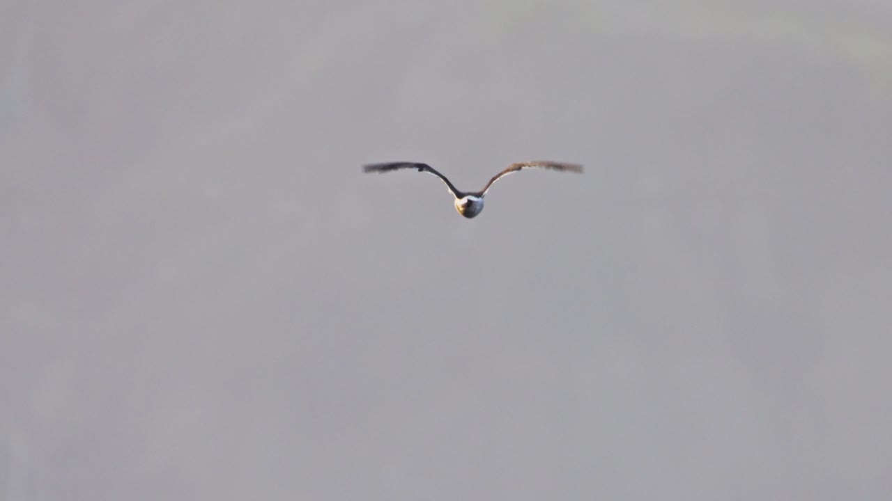 Flying bird, clear sky background, wings spread wide, focused, calm, and dynamic motion