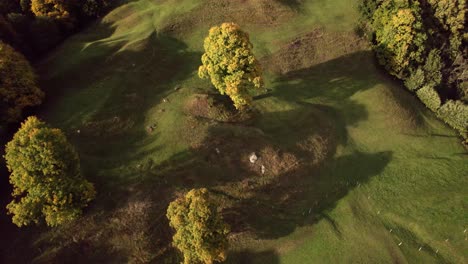 Imágenes-Aéreas-De-Drones-Empujando-Hacia-El-árbol-De-Arce-Sicómoro-En-Otoño