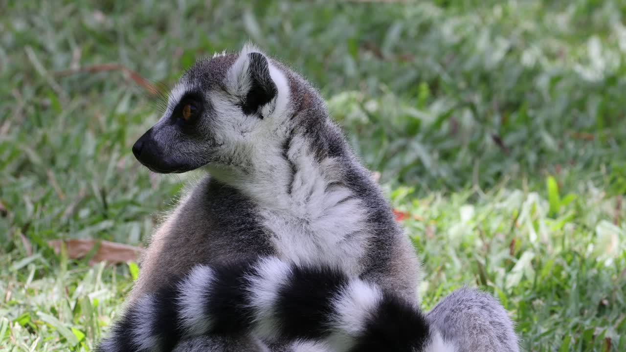 야외 에서 여러 가지 표정 과 움직임 을 나타내는 레무르