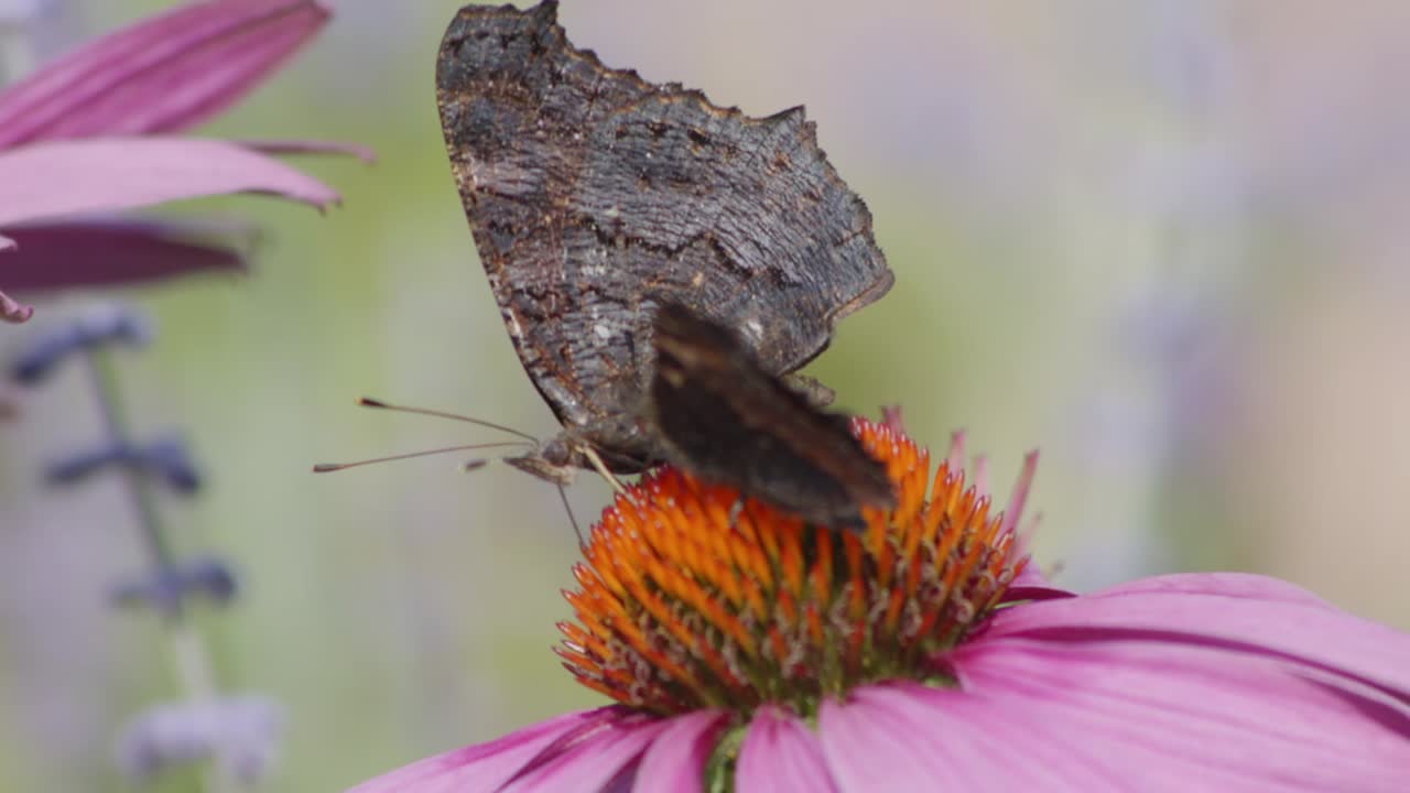 Two European peacock Butterflies feeding Nectar From orange Coneflower - macro-1