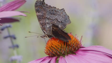 two european peacock butterflies feeding nectar from orange coneflower - macro-1