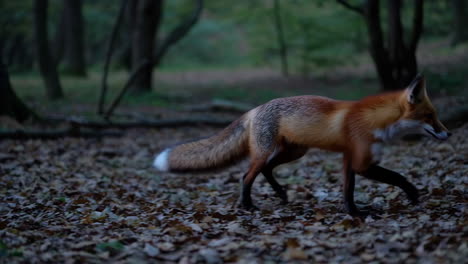 red fox in autumn forest