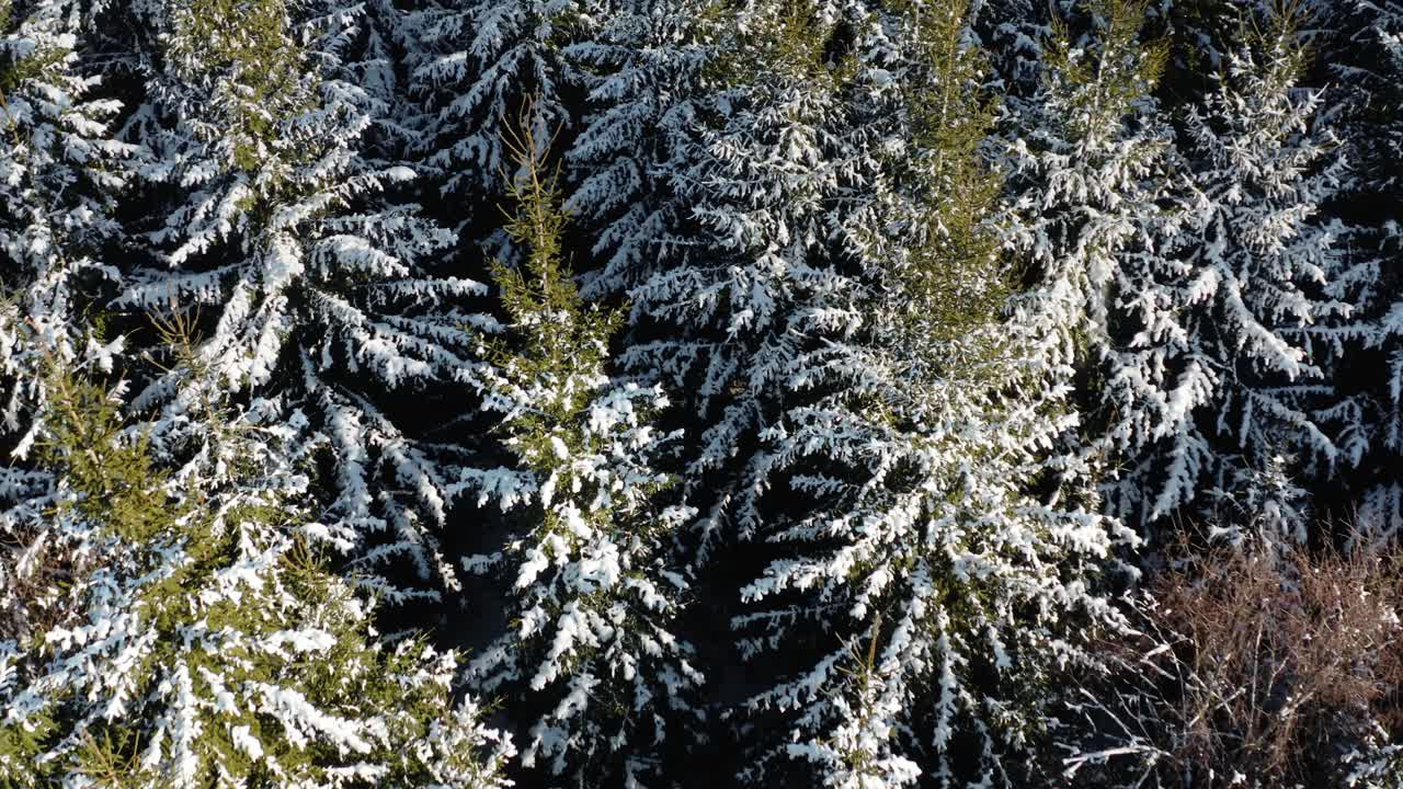 Aerial view of pine trees covered with snow in a winter day. Flying close above tree tops in forest.