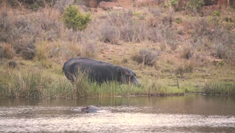 Hippopotamus-grazing-on-reeds-on-river-shore,-another-hippo-in-water