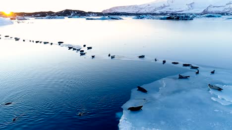 panoramic view of seals on white ice floe in iceland, under the red sunset. we can see glacier and the sky in the horizon.