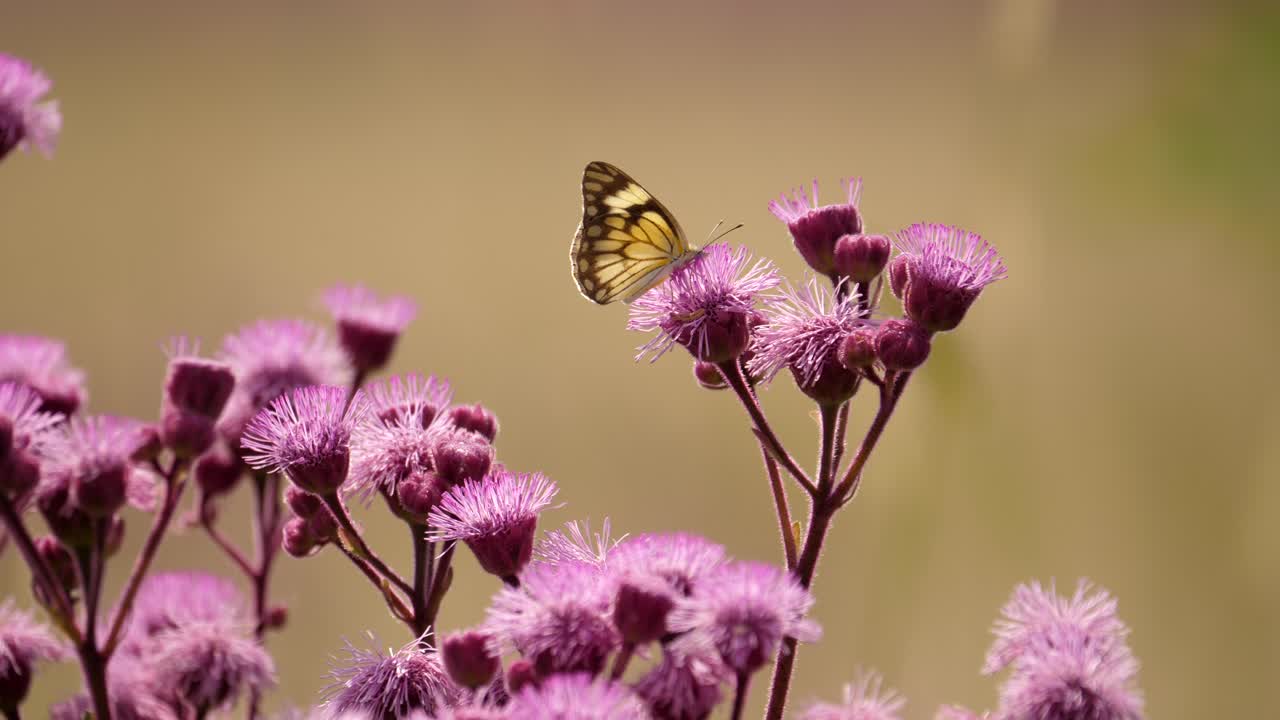 Primo piano di una farfalla bianca venata di marrone e api, su fiori a pompon rosa in un pascolo.