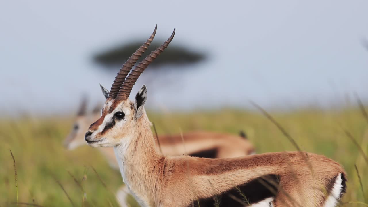 disparo en cámara lenta de un disparo de cerca de una gacela en el desierto de la sabana áfrica animales de safari en masai mara vida silvestre africana en la reserva nacional de masai mara