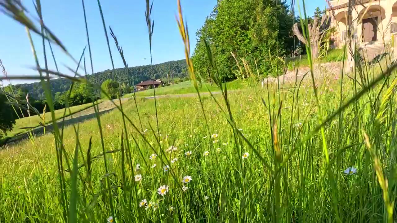Handgehaltene Aufnahme aus der Froschperspektive einer leuchtend grünen Wiese mit Gänseblümchen unter klarem blauem Himmel