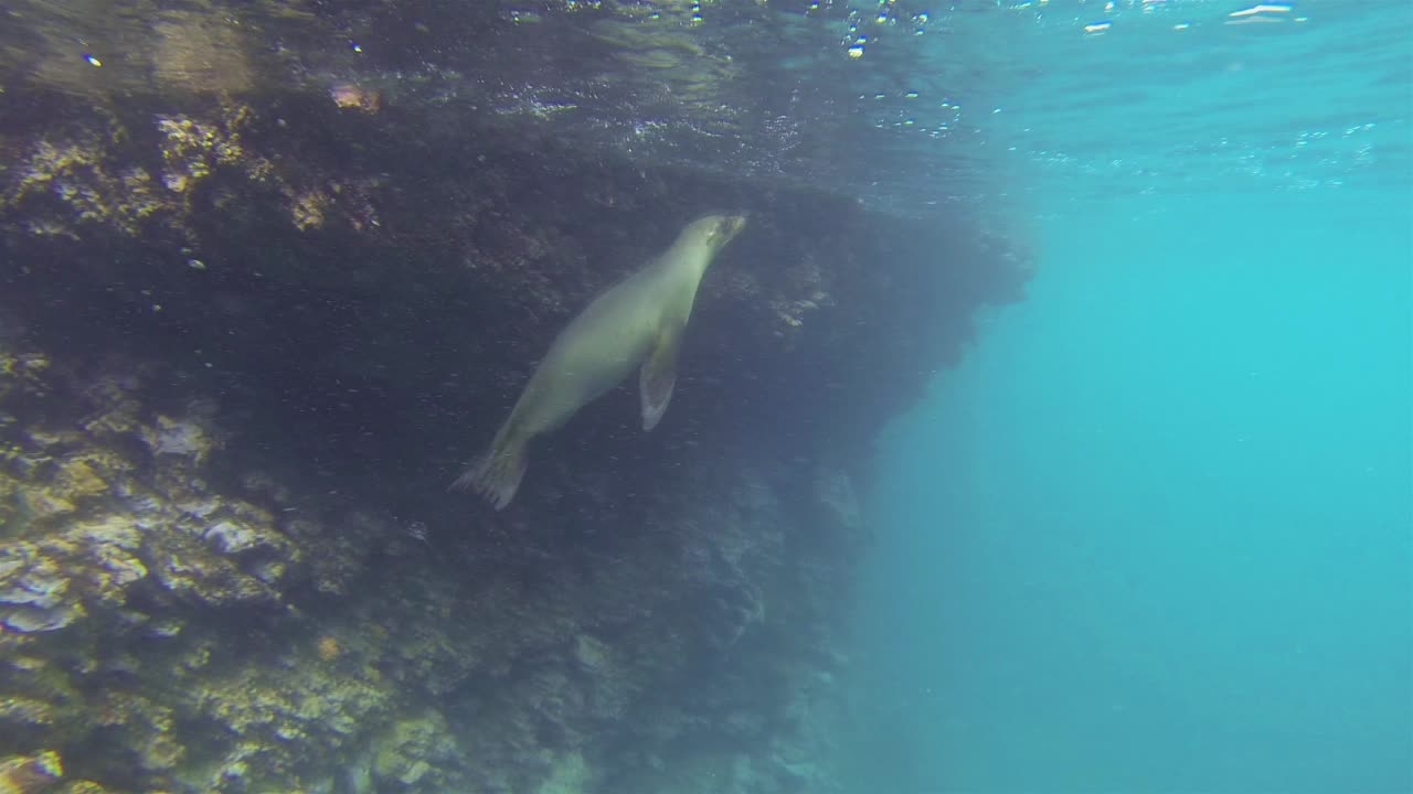 juguetón par de leones marinos de galápagos bajo el agua en la isla campeona frente a la isla floreana en el parque nacional galápagos ecuador 1