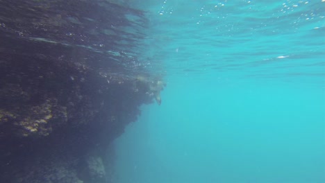 playful pair of galapagos sea lions underwater at champion island off floreana island in galapagos national park ecuador 1