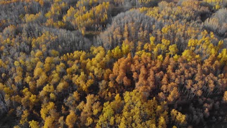 Aerial-view-overlooking-peak-foliage-trees-in-Alberta,-sunny-autumn-day,-in-Canada---tilt-up,-drone-shot