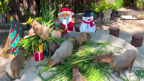 capíbaras disfrutando de las decoraciones navideñas en el zoológico