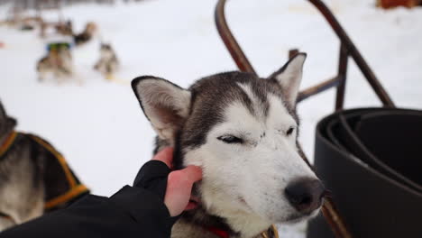 close up point of view shot of a hand petting an alaskan husky sled dog