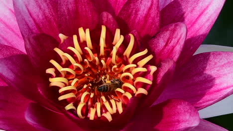 close-up of a been on a water lily flower