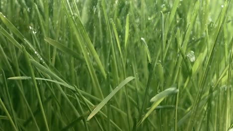 hierba verde en primer plano gotas de lluvia cayendo lentamente sobre la hierba.