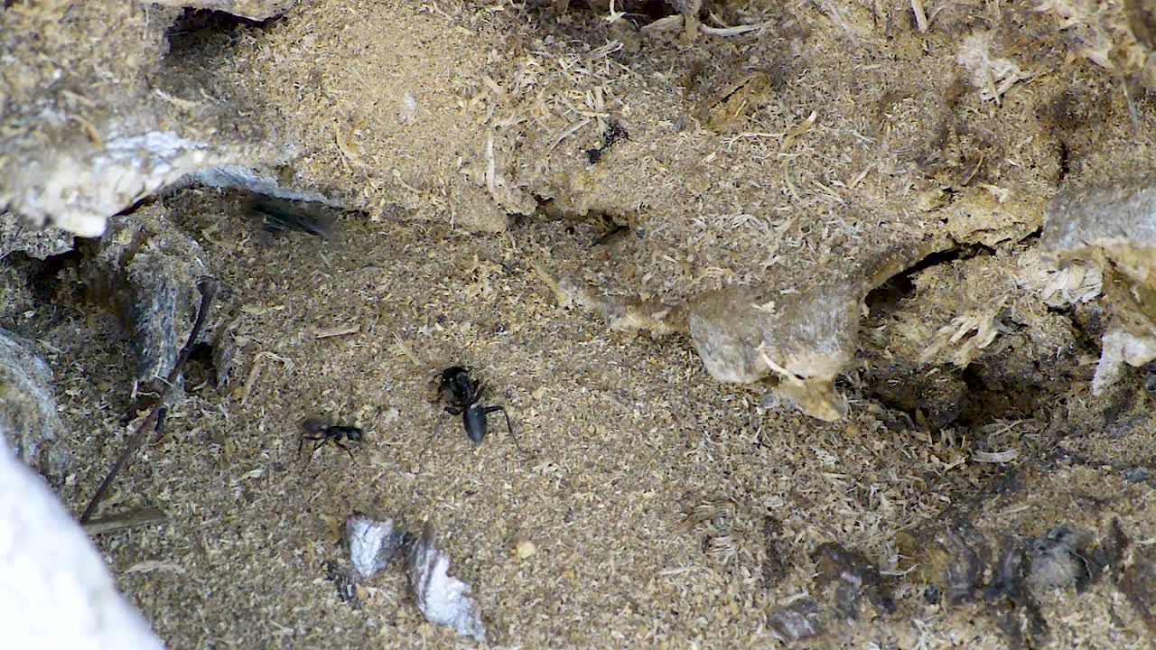 varias hormigas negras enormes trabajando duro en su nido en un viejo tallo de árbol cavando y sacando trozos de madera