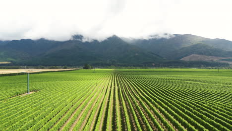 Dolly-Aéreo-En-Una-Toma-De-4k-De-Campos-De-Vino-Rurales-Orgánicos-En-Nueva-Zelanda-Durante-El-Día