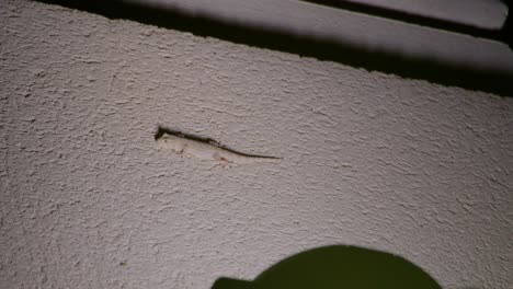 geco de pared común tratando de cazar un insecto