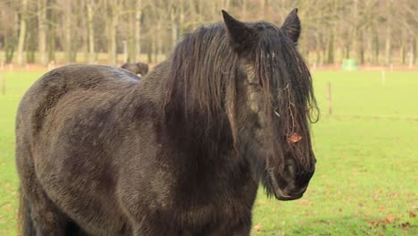 focus closeup of black friesian horse looking off to the side in meadow with long almost dreadlock manes zooming out revealing the entire equine