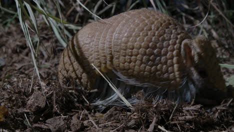 armadillo blindado buscando insectos en la tierra.