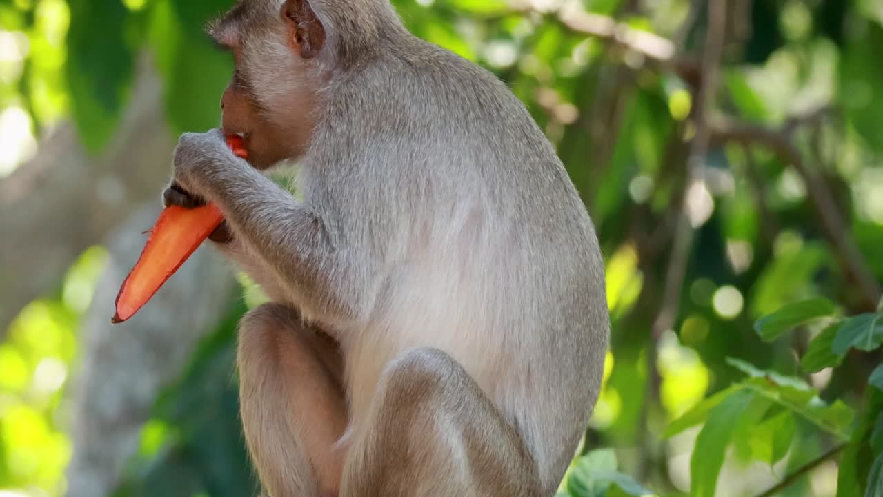 A macaque sits in the trees, enjoying a carrot snack with focused attention.