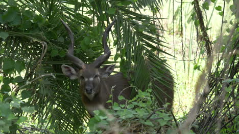 Antilope,-Die-In-Die-Kamera-Starrt-Und-Ihre-Stillstehenden-Ohren-Bewegt,-Um-Sich-Zu-Verstecken