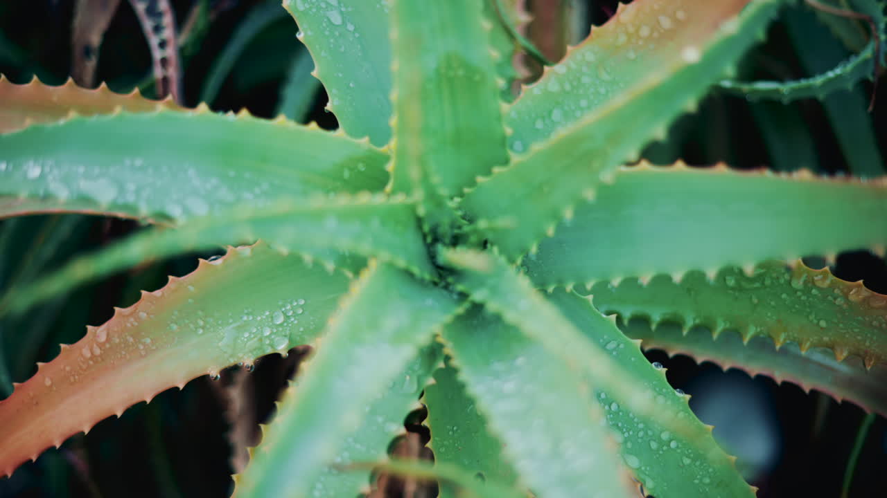 Close up of an aloe vera plant after rainfall, with fresh water droplets on the green leaves
