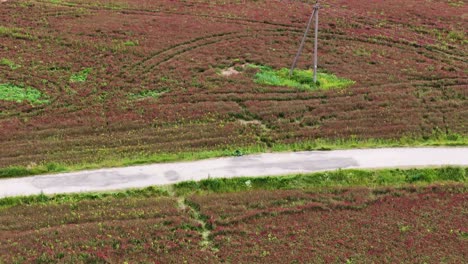 endless red clover field in agricultural landscape of lithuania, aerial view