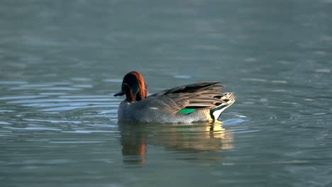 Un-Verde-Azulado-Alado-Nadando-En-Un-Lago-A-La-Luz-De-La-Mañana-Mientras-Se-Acicala-Sus-Plumas