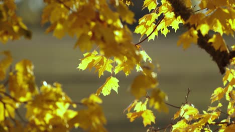 golden maple leafs in light breeze