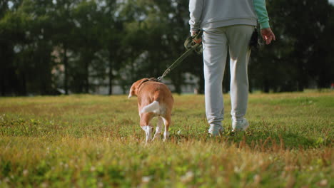 back view of woman walking with dog on leash through sunny green field, dog sniffing ground curiously, enjoying peaceful outdoor stroll together, strong bond between pet and owner on beautiful day