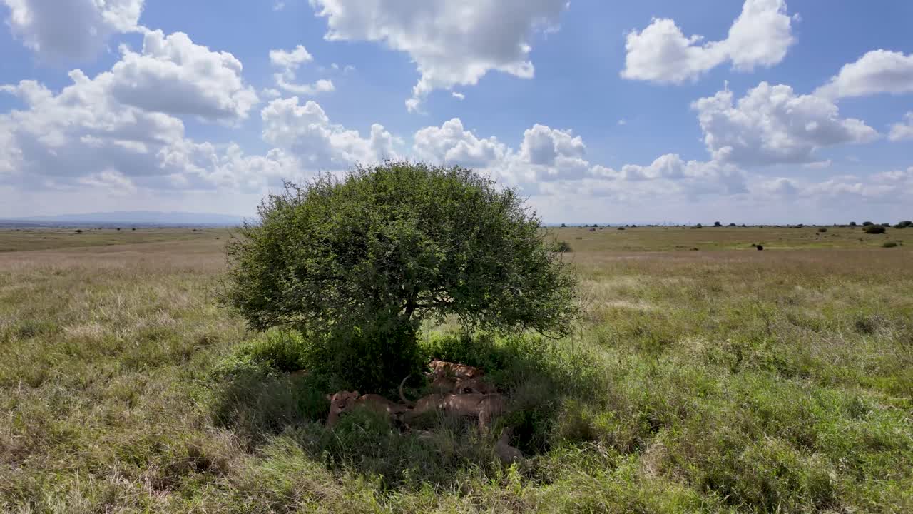 Un gros plan d'un groupe de lions se reposant sous un arbre dans la savane