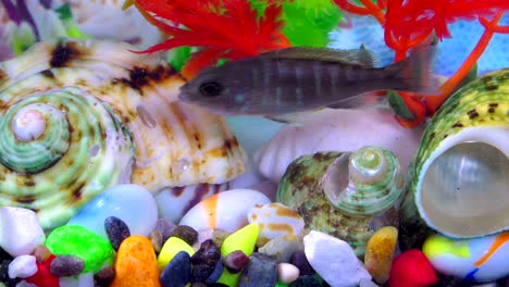 fishes in underwater in colorful aquarium