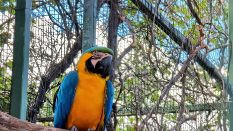 macaw parrot perched on a branch in a cage