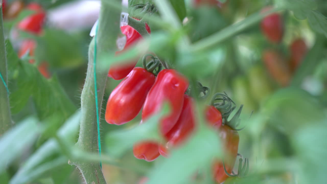 빨간 토마토 따기에 익은