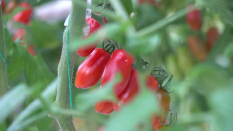 Reif-Zum-Pflücken-Von-Roten-Tomaten