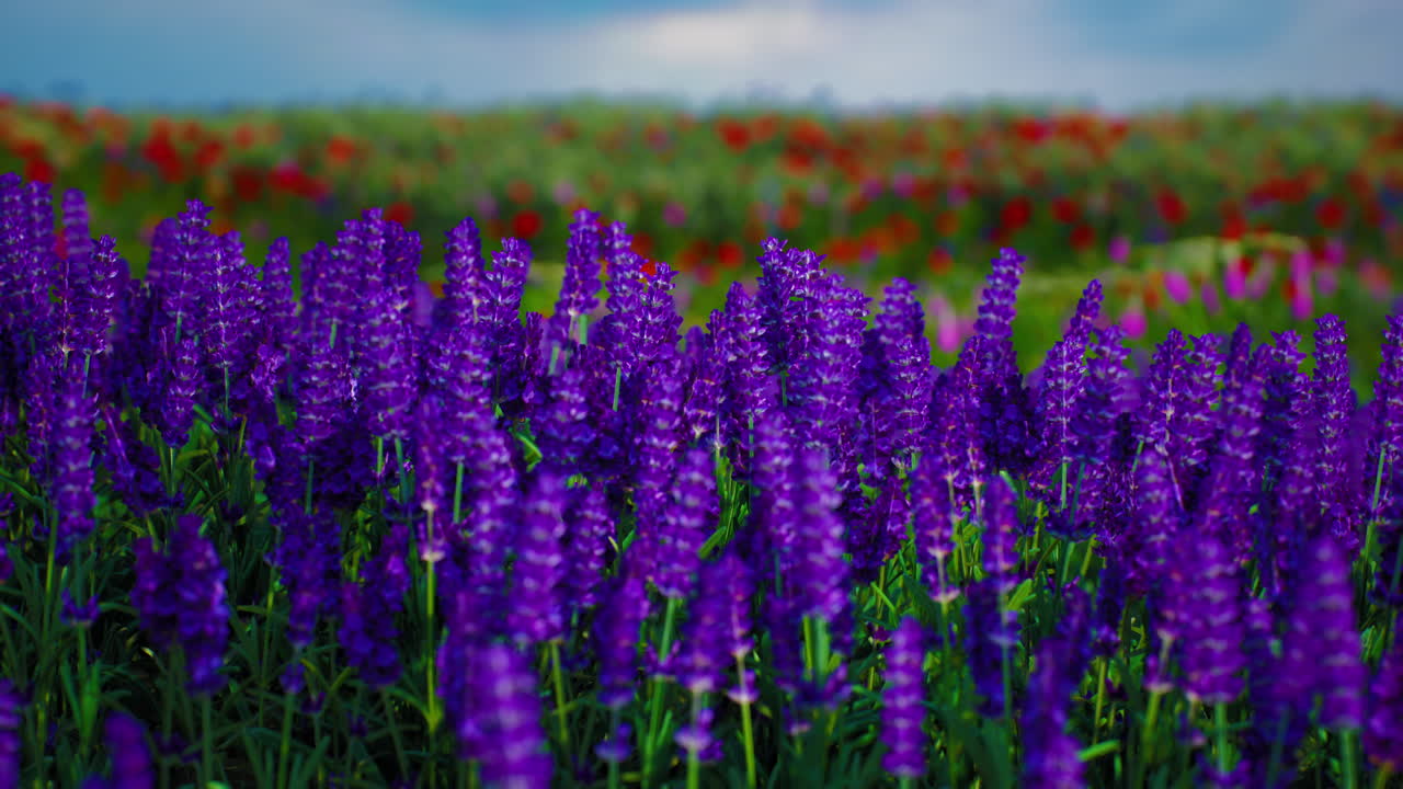 hermoso campo de lavanda en flor