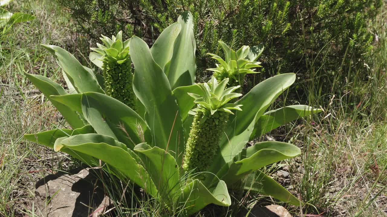파인애플 꽃, eucomis autumnalis는 건조한 고원에서 녹색으로 자랍니다.
