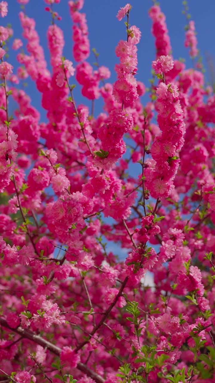 Vibrant pink blossoms fill the frame. Delicate petals cascade over slender branches. Bright blue sky provides a vivid contrast. Nature's vivid springtime display radiates joy
