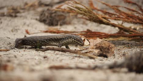 Großer-Skink,-Umgeben-Von-Kriechenden-Termiten,-Ausgang-Rechts