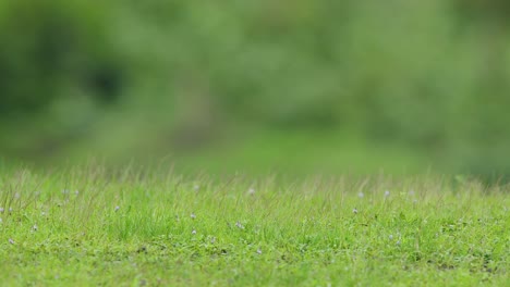 lluvia lloviznando sobre hierba verde durante la temporada del monzón en india en uhd