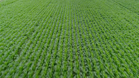 Descripción-General-De-Grandes-Tierras-Cultivadas-Con-Campos-De-Cultivo-Verdes-En-Un-Día-Nublado