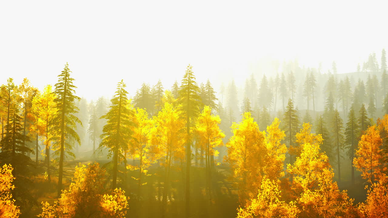 황금색 안개가 있는 가을의 숲 풍경